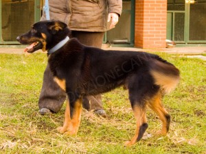Incrocio Rottweiler, Maschio, 4 anni, Milano